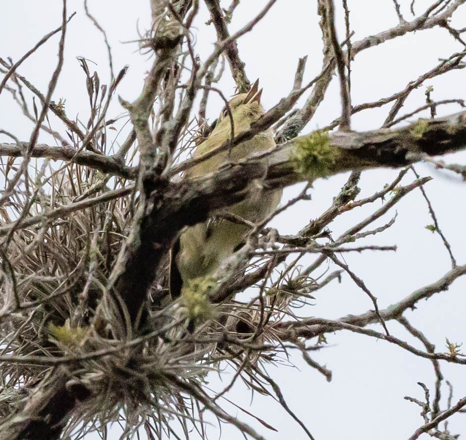 Hutton's Vireo - ML332193741