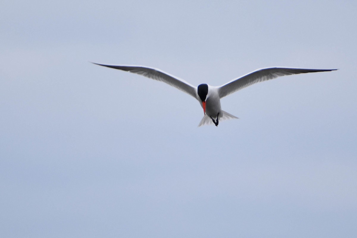 Caspian Tern - ML332193861