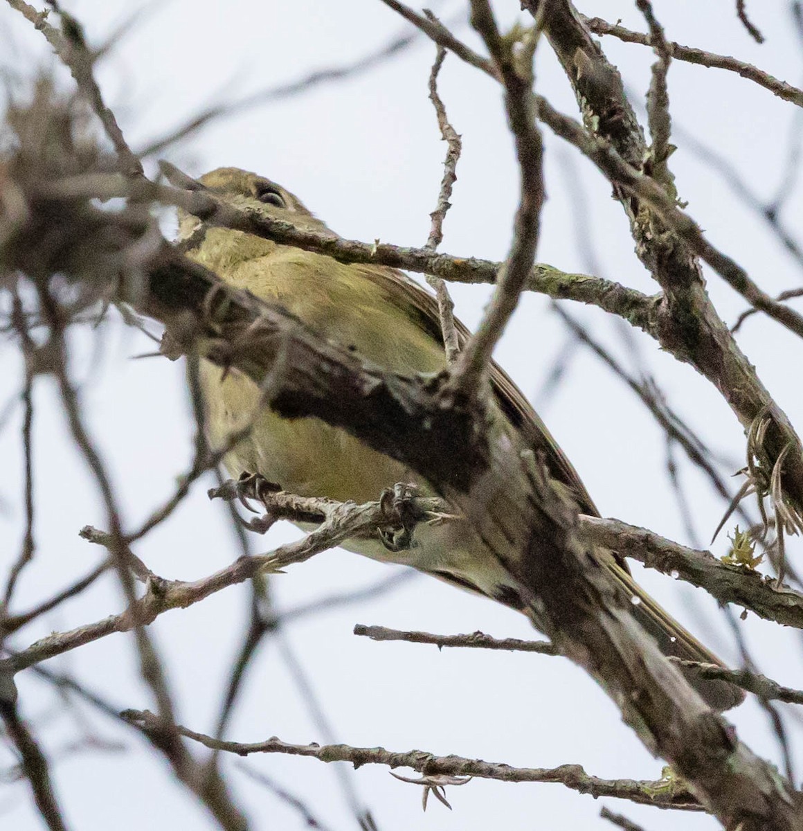 Vireo de Hutton - ML332193891