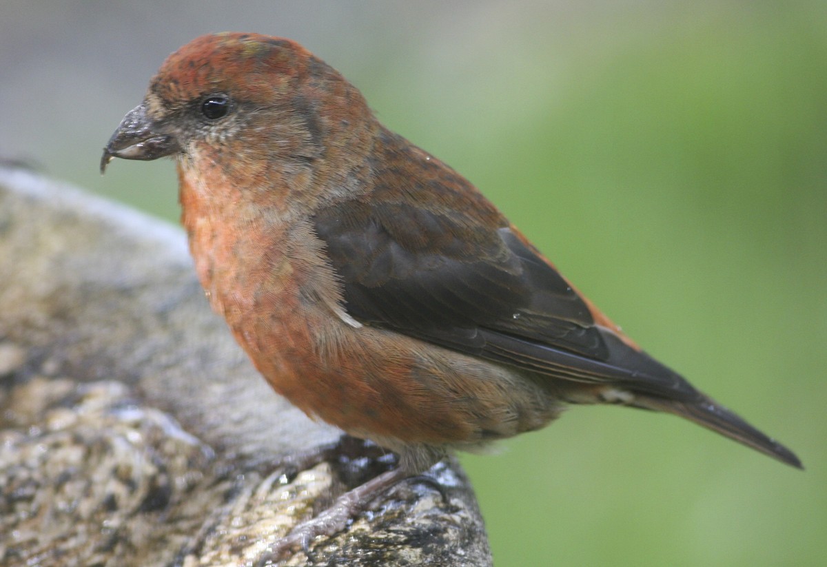 Red Crossbill - ML332195341