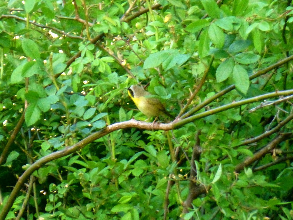 Common Yellowthroat - ML332197251