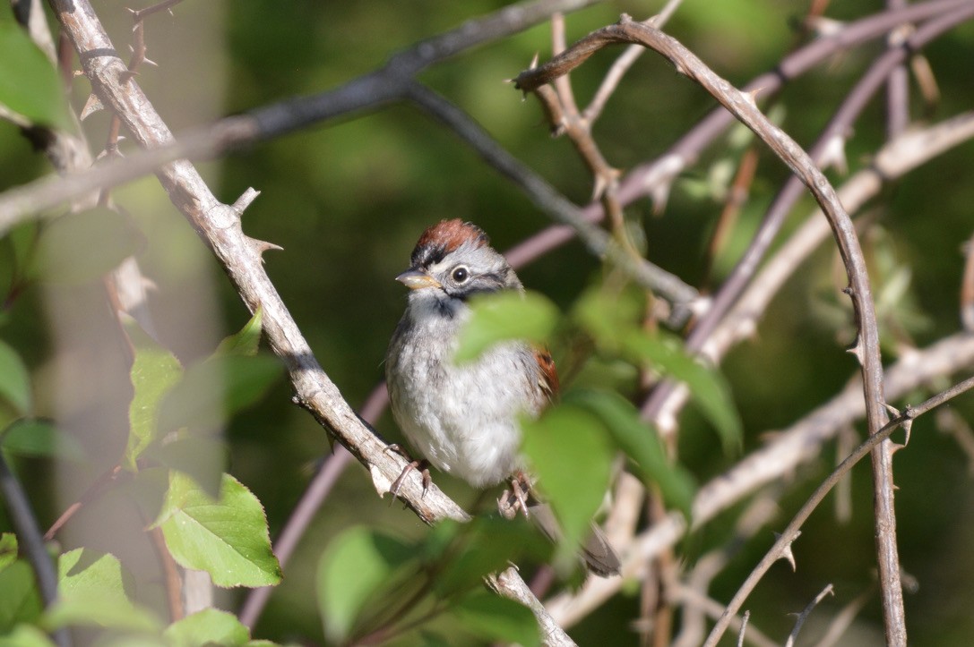 Swamp Sparrow - ML332199571