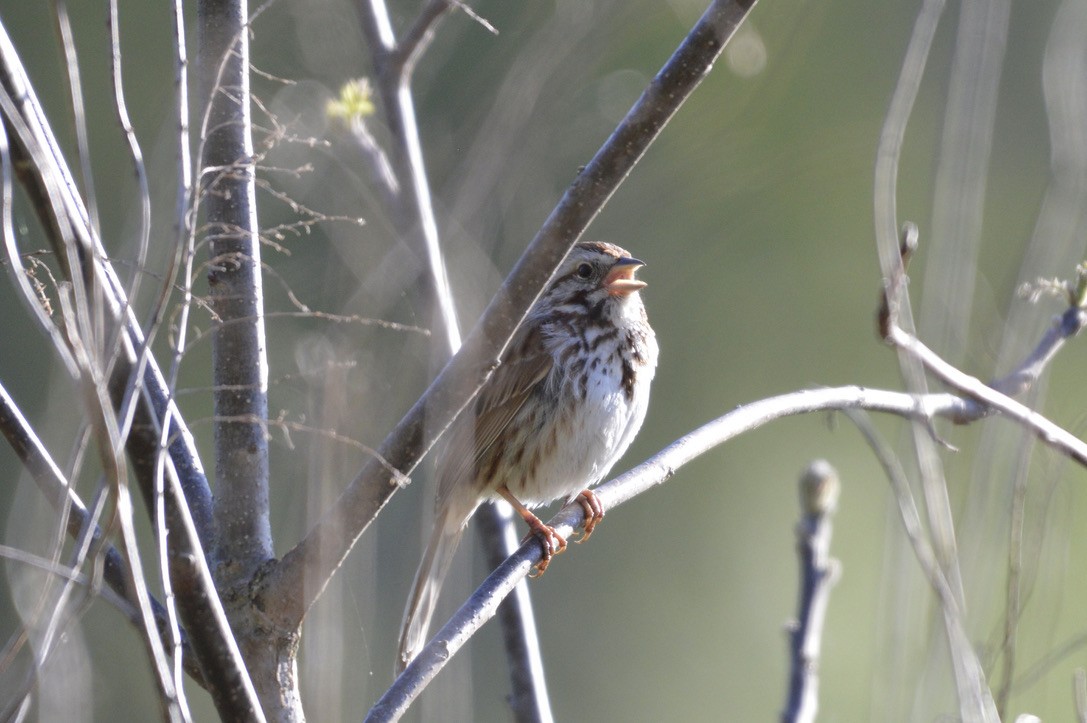 Song Sparrow - ML332199651
