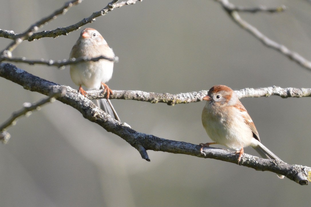 Field Sparrow - Trey Hendrix