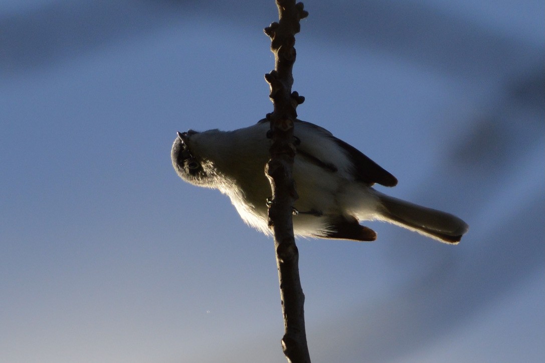 Blue-gray Gnatcatcher - ML332199921