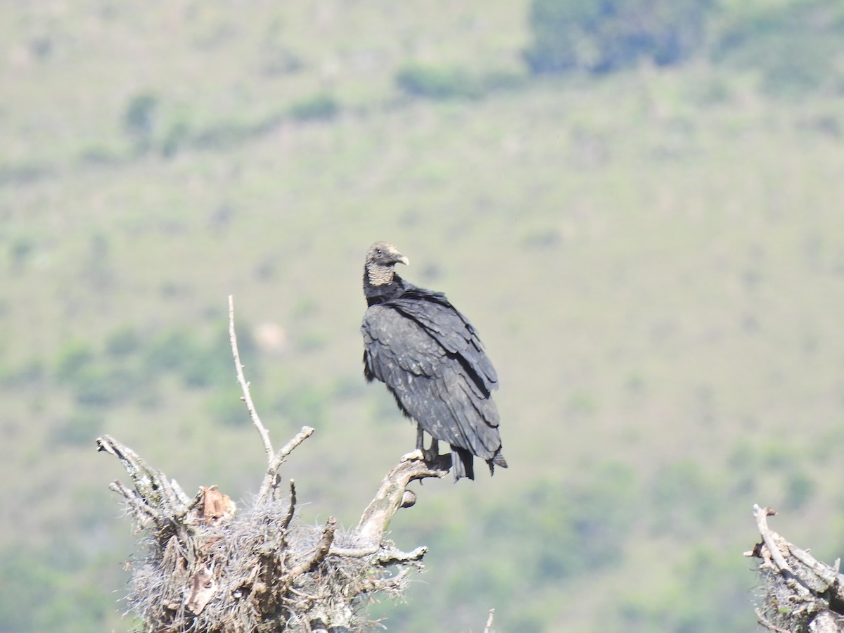 Black Vulture - MYRIAM  GUERRERO REINA