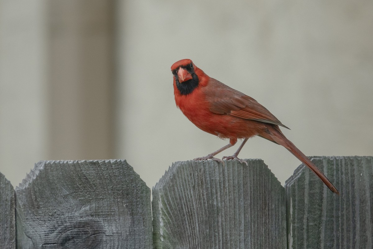 Cardinal rouge - ML332200701