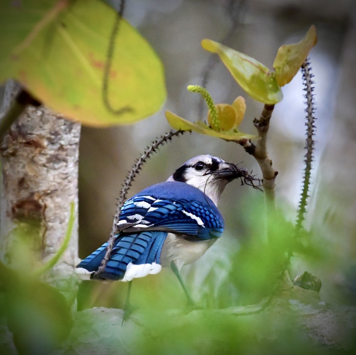 Blue Jay - ML332200941