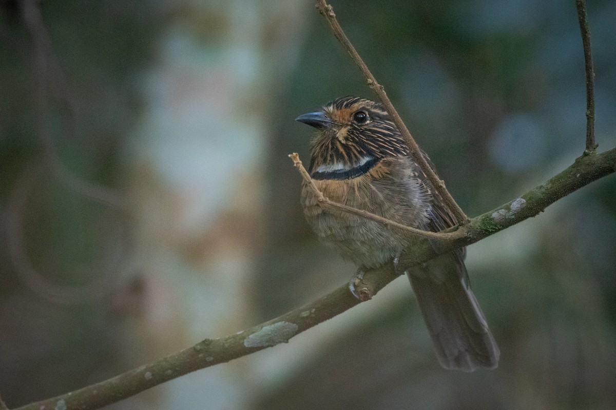 Crescent-chested Puffbird - ML332200951