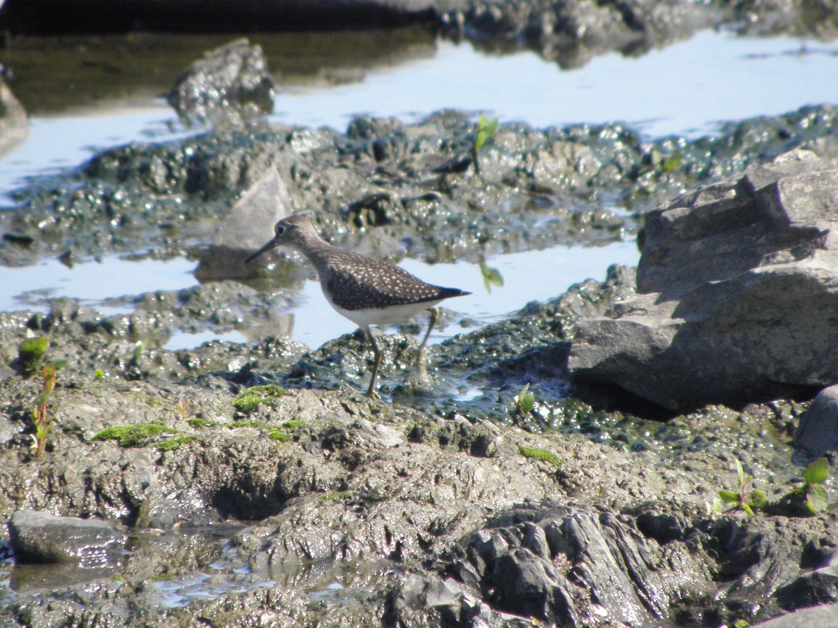 Solitary Sandpiper (cinnamomea) - ML33220241