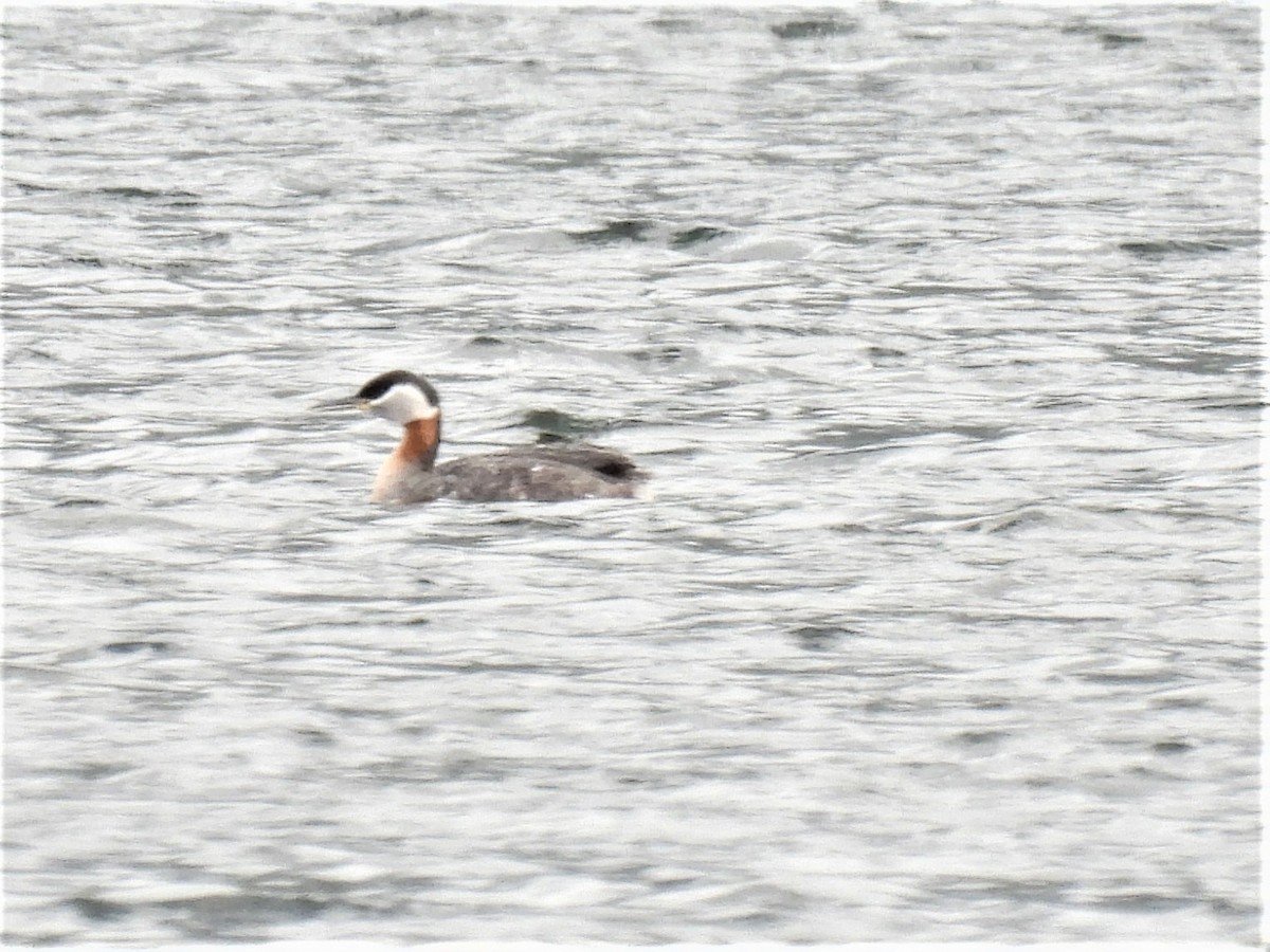 Red-necked Grebe - ML332203141