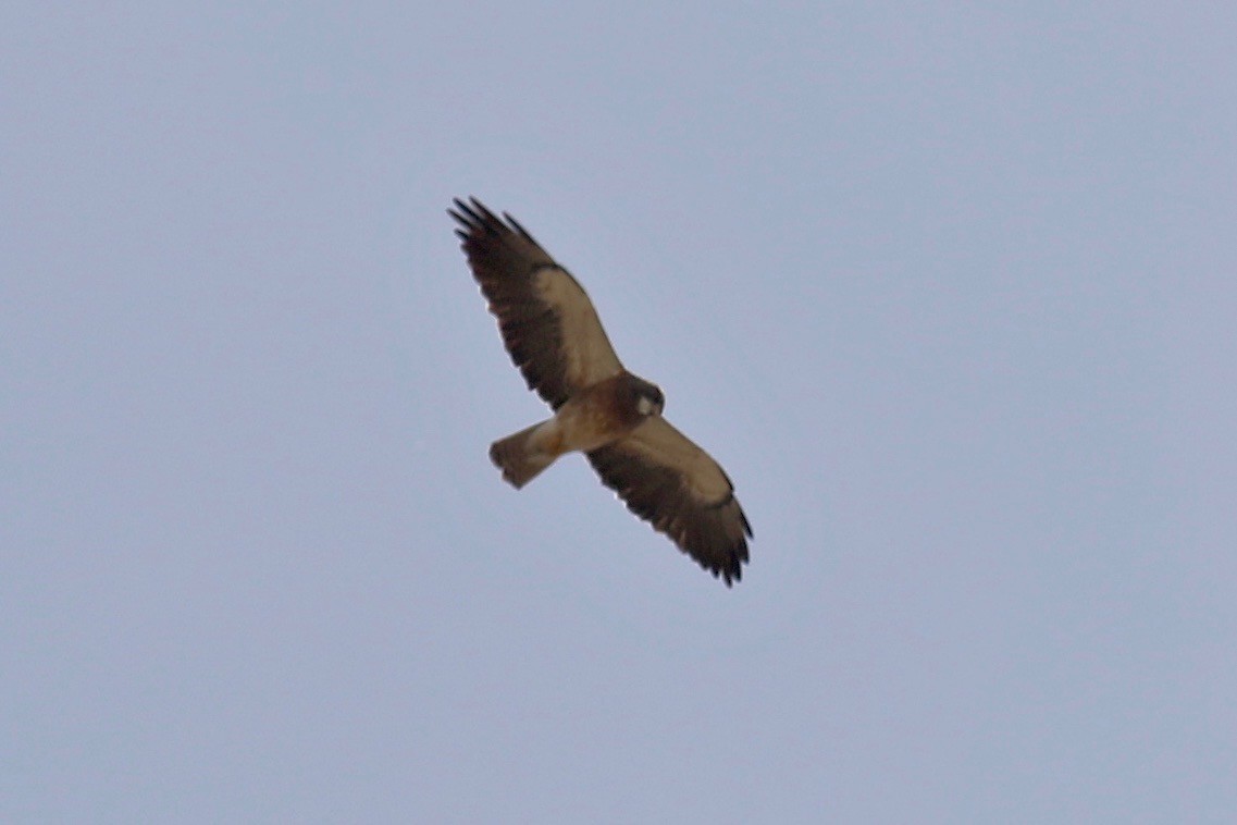 Swainson's Hawk - ML332207191