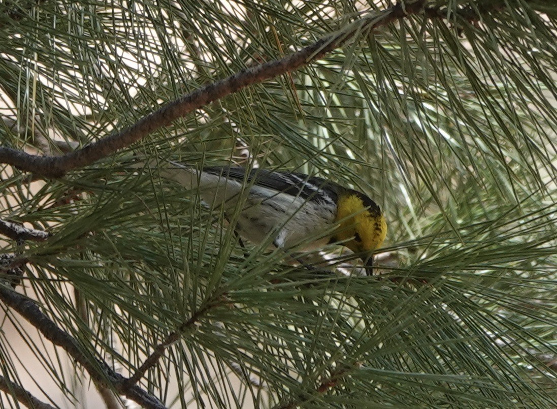 Hermit Warbler - ML332207241
