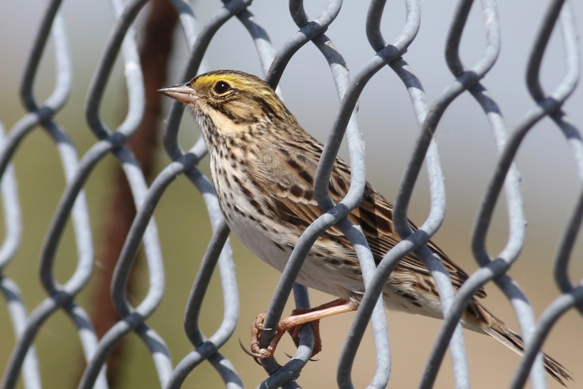 Savannah Sparrow - ML332207401