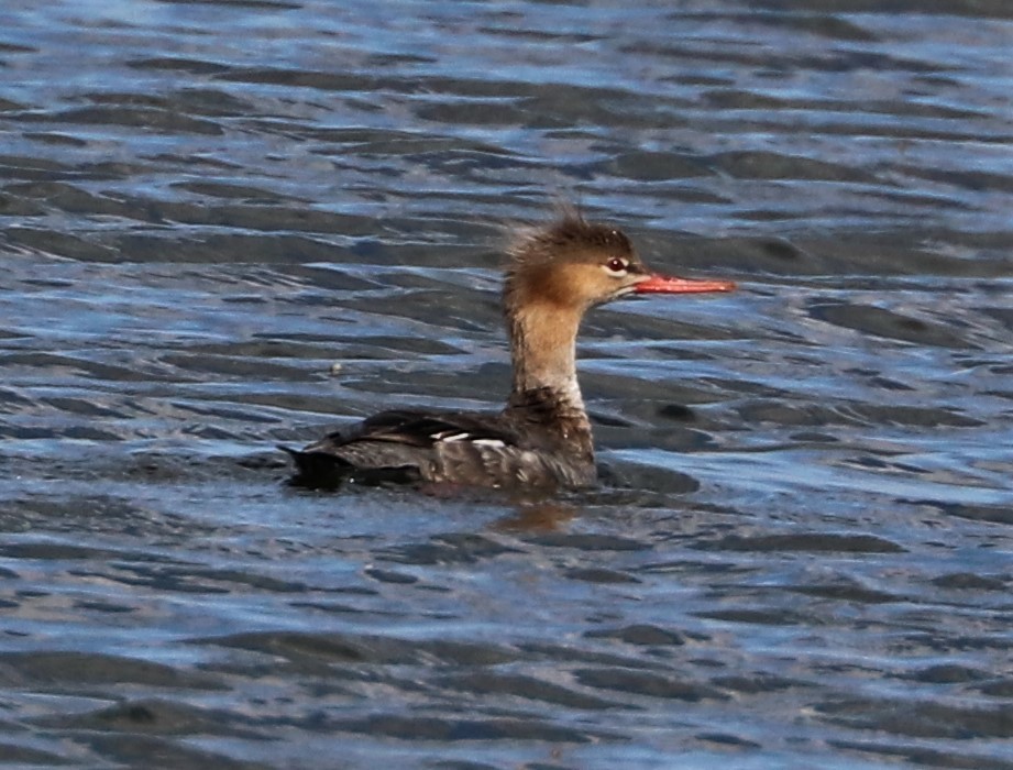 Red-breasted Merganser - ML332207681