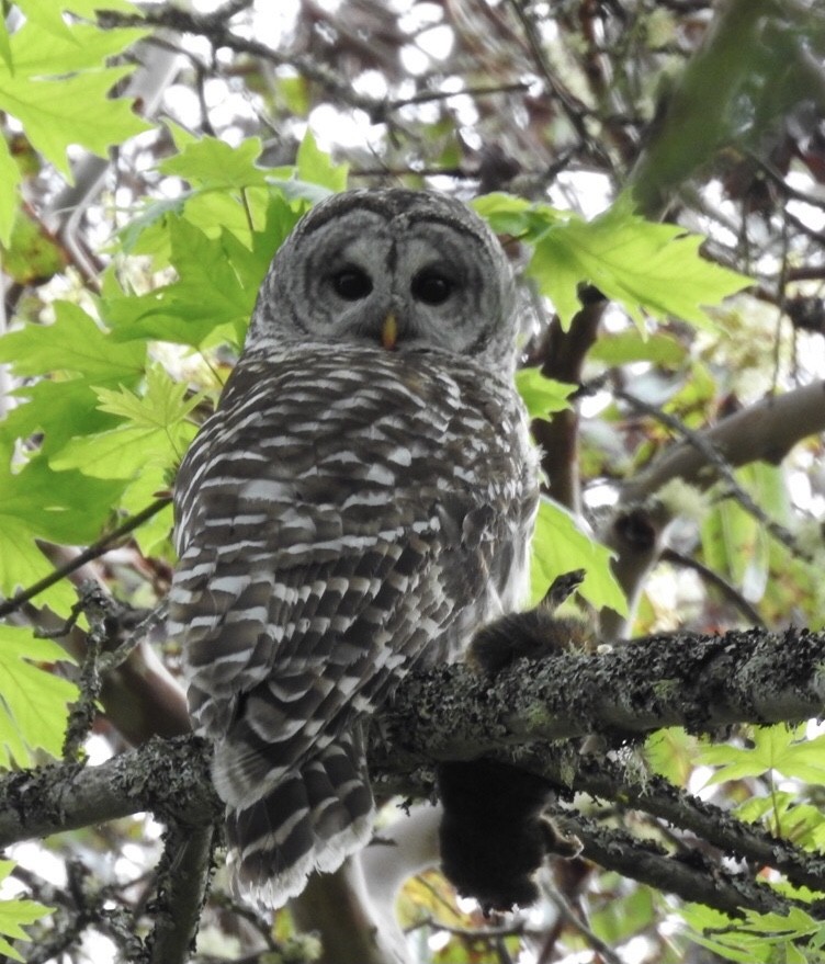 Barred Owl - ML332209761