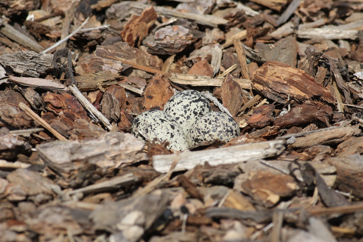 Killdeer - ML332211121