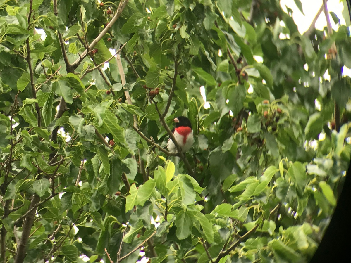 Rose-breasted Grosbeak - ML332211441