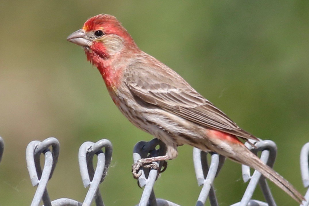 House Finch - Gil Ewing