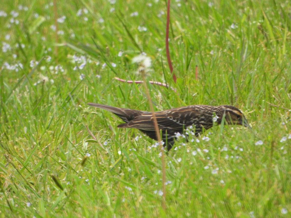 Red-winged Blackbird (Red-winged) - ML332212021