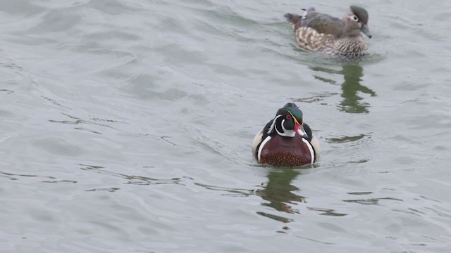 Wood Duck - ML332212201