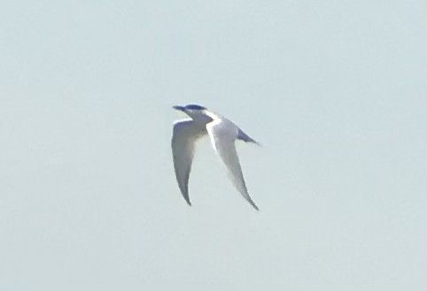 Gull-billed Tern - ML332212481