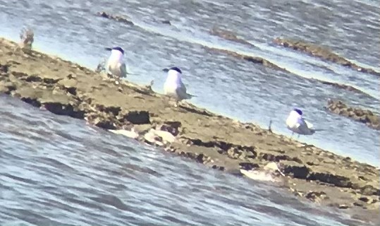 Gull-billed Tern - ML332212491