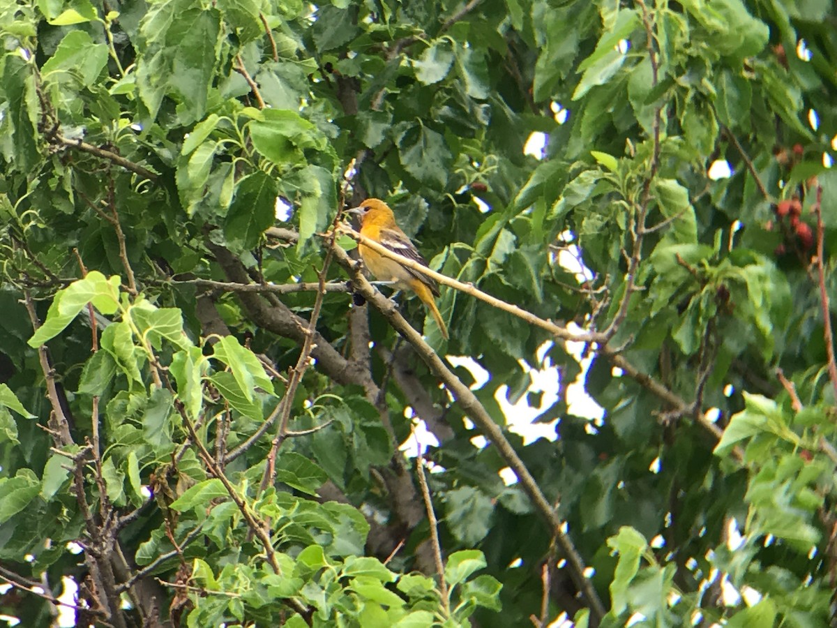 Baltimore Oriole - ML332212551