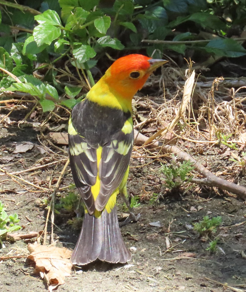 Western Tanager - ML332212591