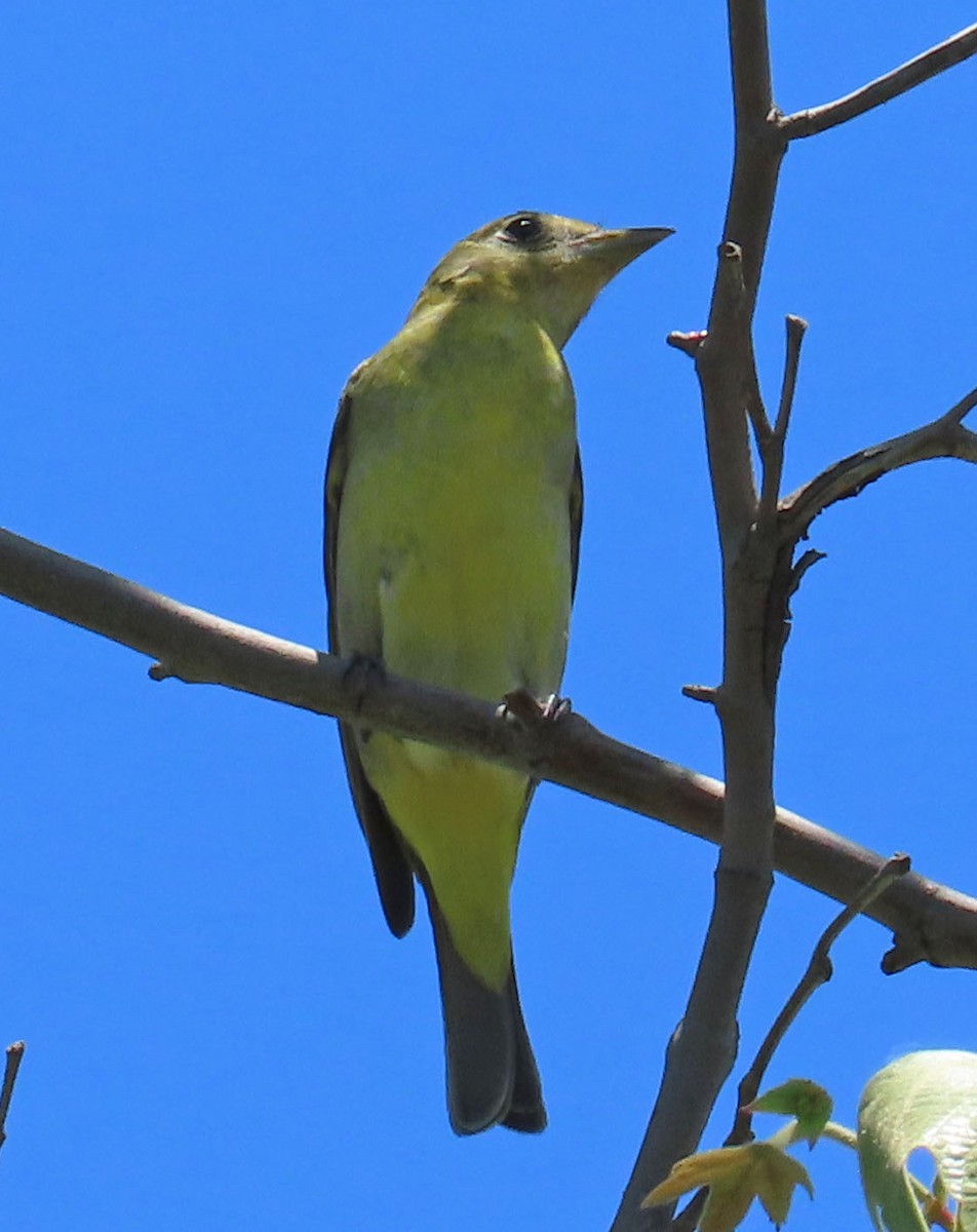 Western Tanager - ML332212611