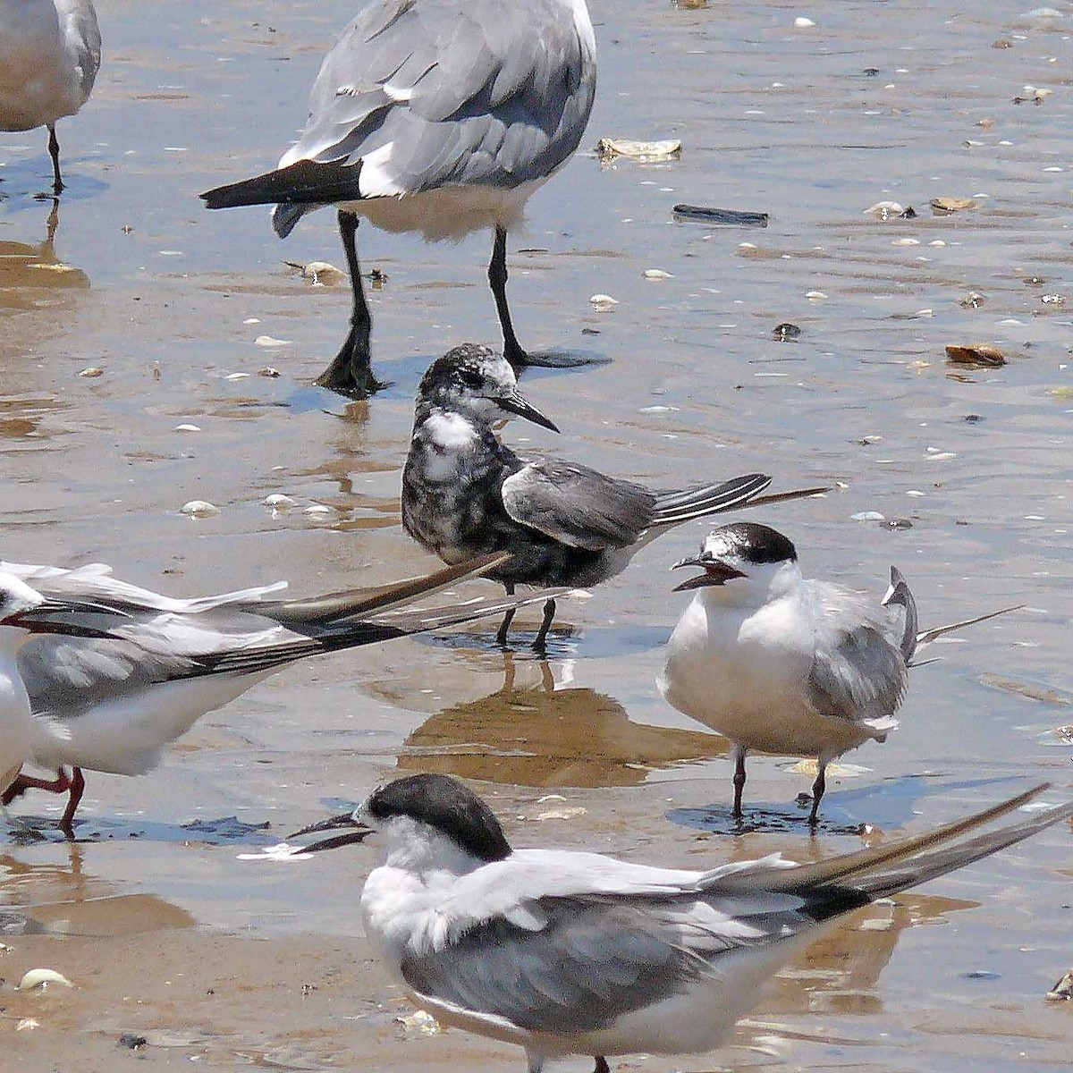 Black Tern - ML33221441