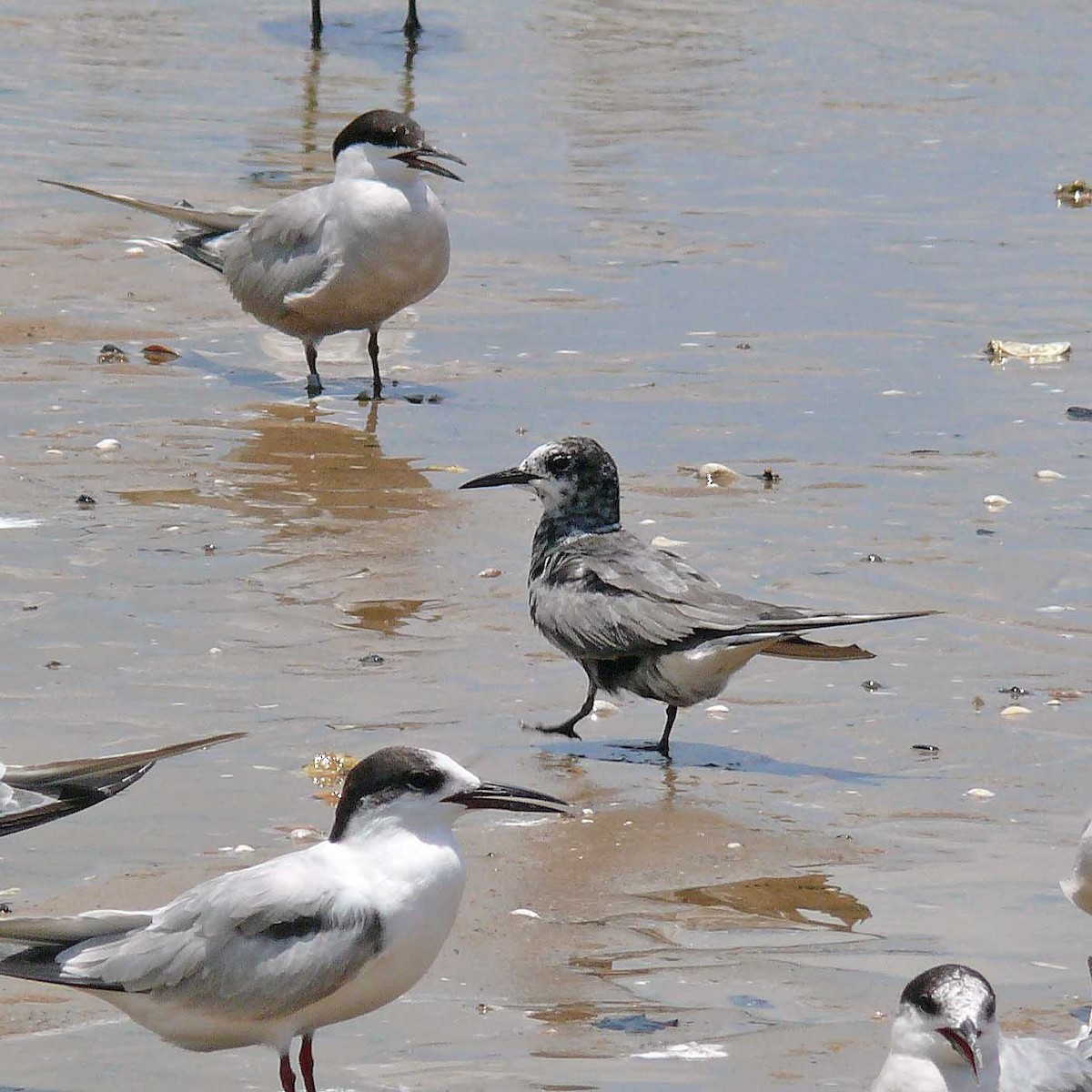 Black Tern - ML33221451