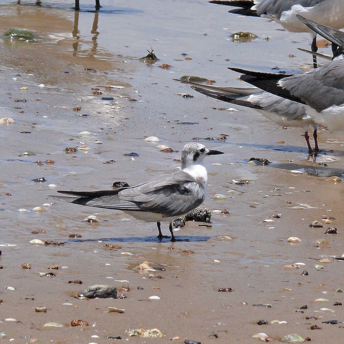 Black Tern - ML33221461