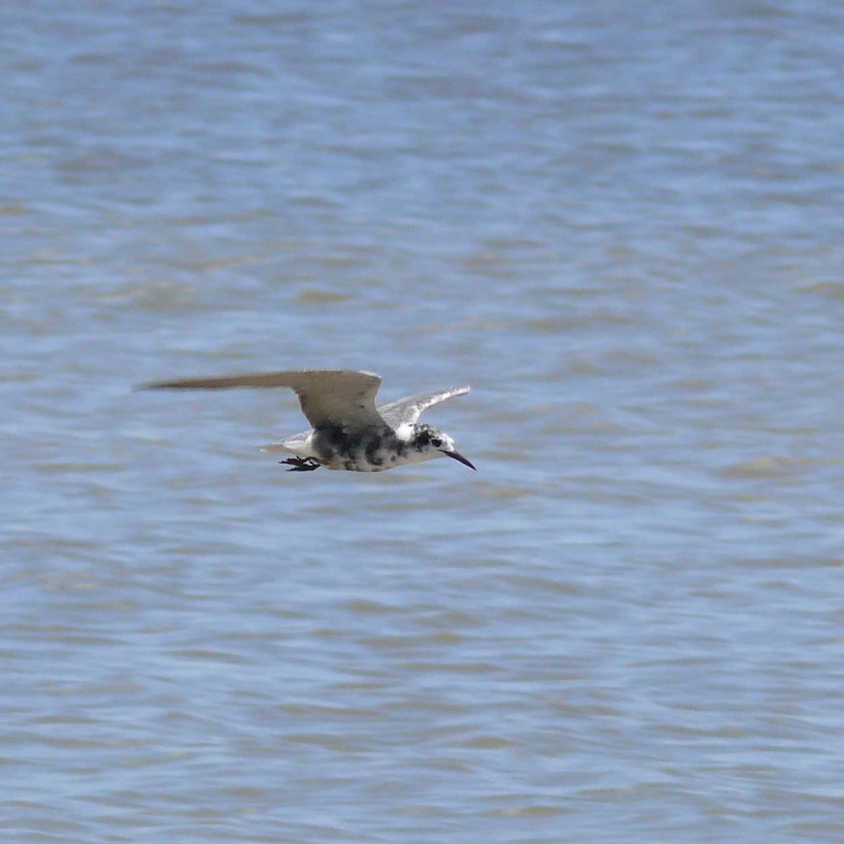 Black Tern - ML33221471