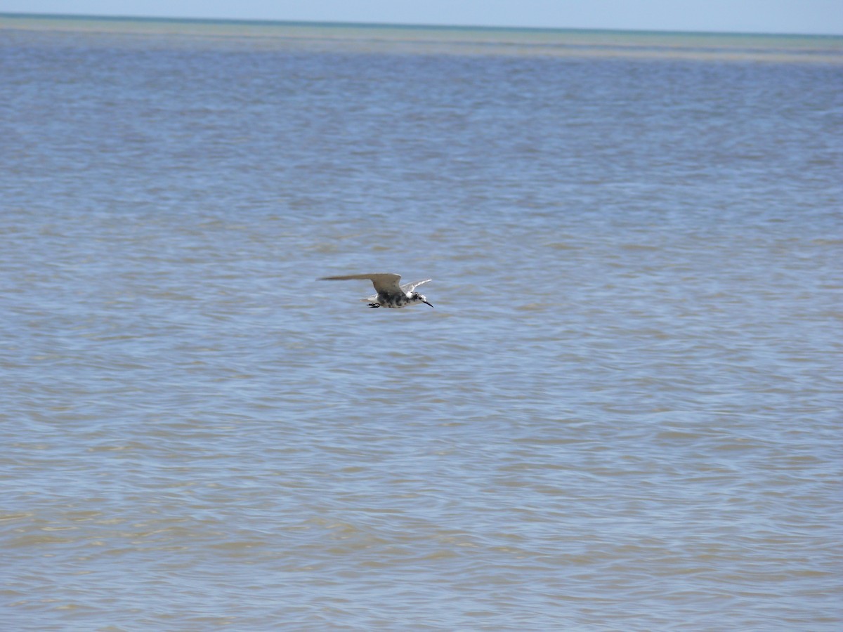 Black Tern - ML33221481