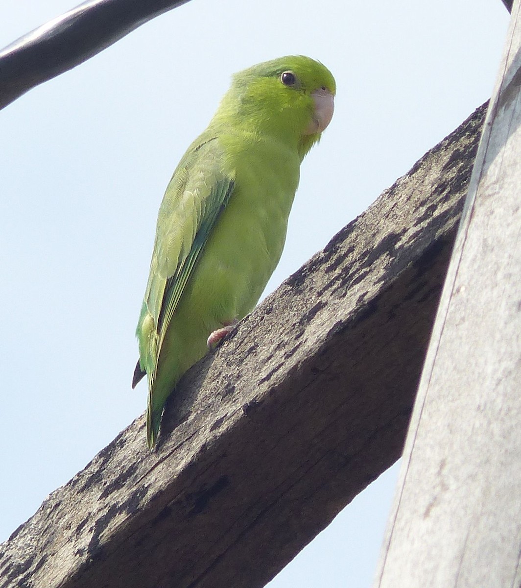 Pacific Parrotlet - ML332215081