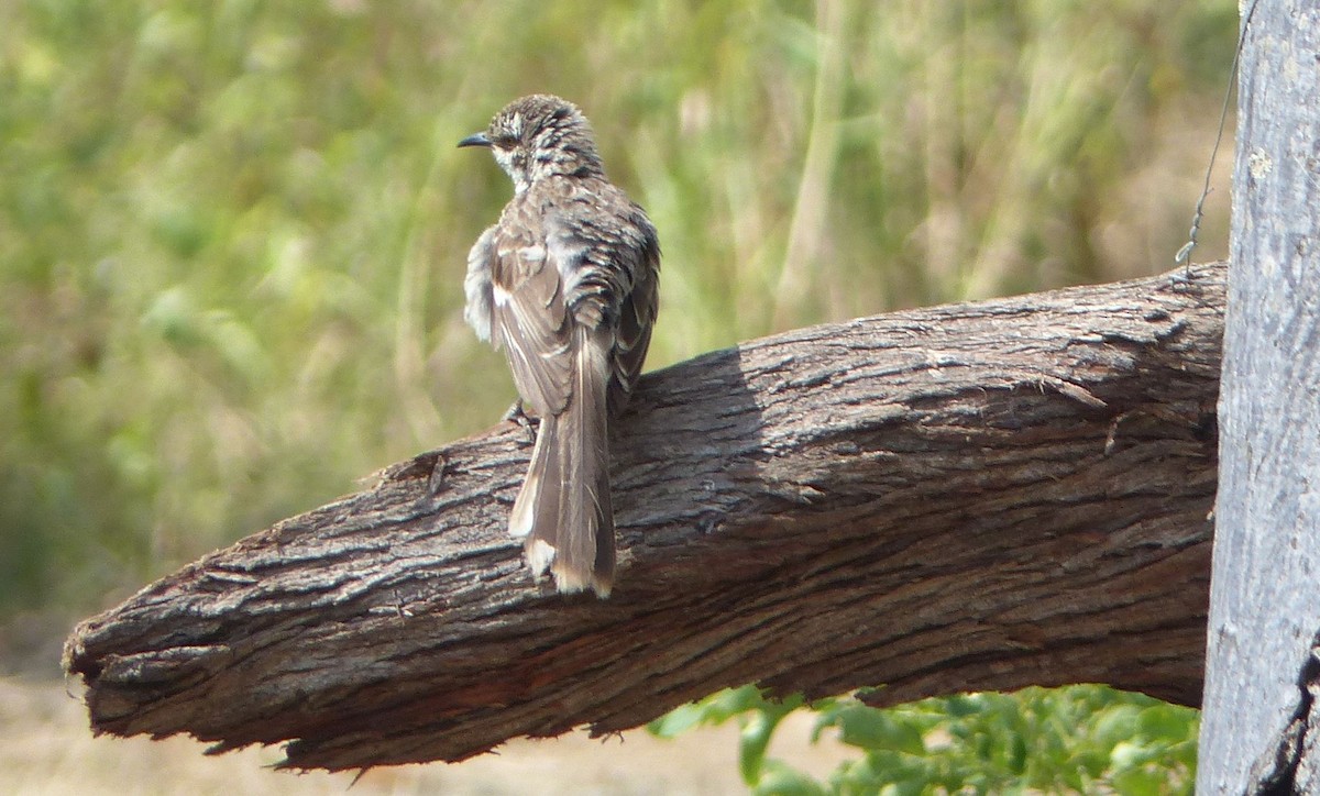 Long-tailed Mockingbird - ML332215351