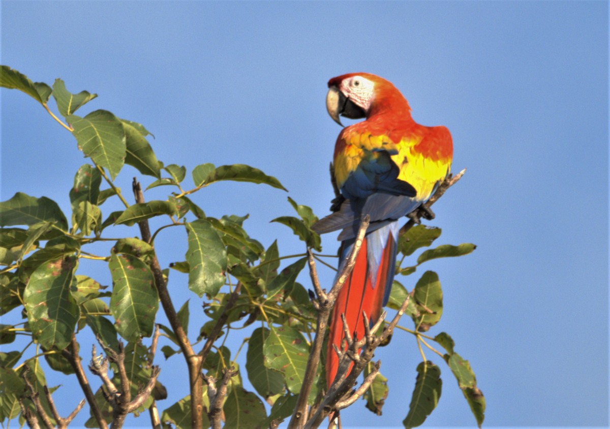 Scarlet Macaw - ML332216181