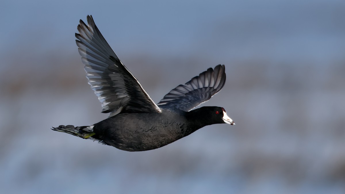 American Coot - Michael Brown