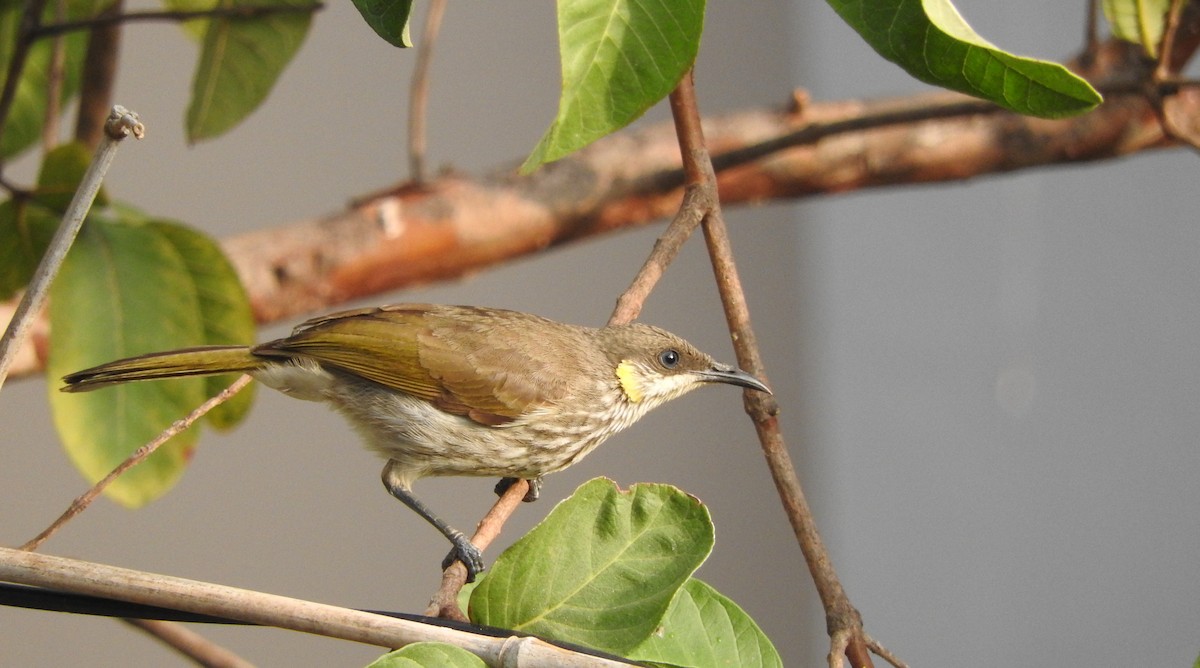 Streak-breasted Honeyeater - Sandy Gayasih