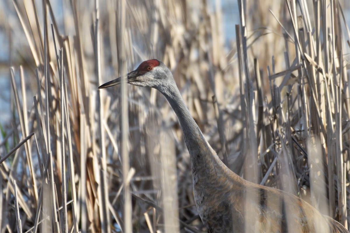 Sandhill Crane - ML332219811