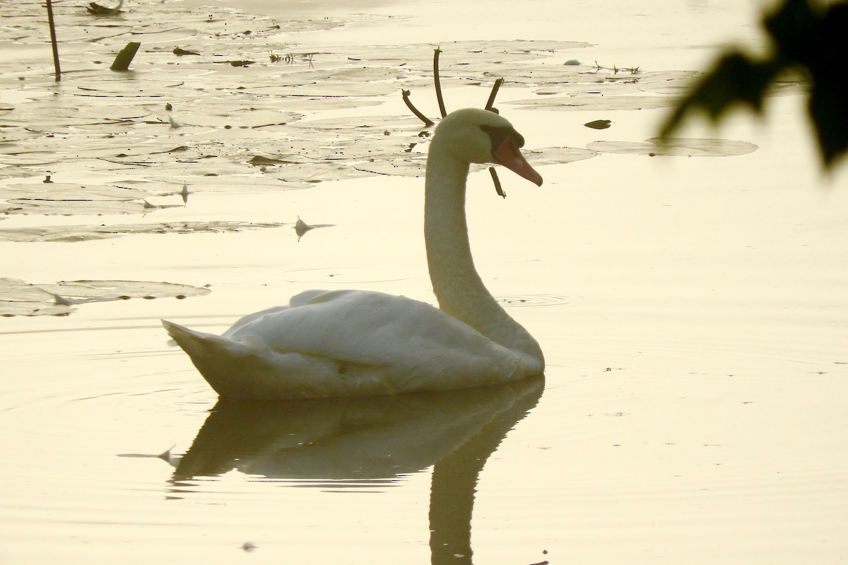 Mute Swan - ML33222161