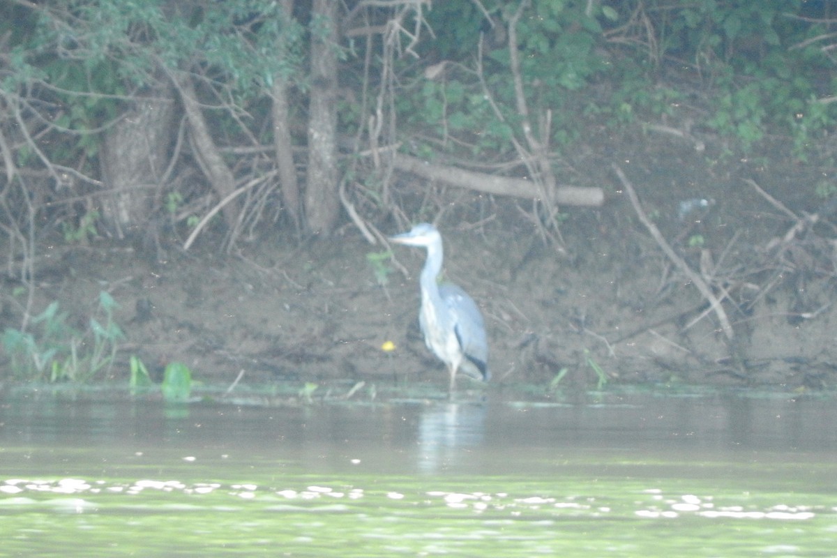 Gray Heron - ML33222211