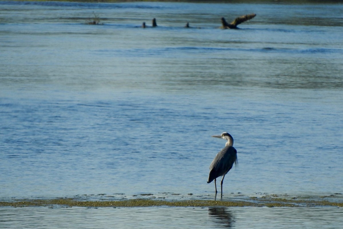 Gray Heron - ML33222221