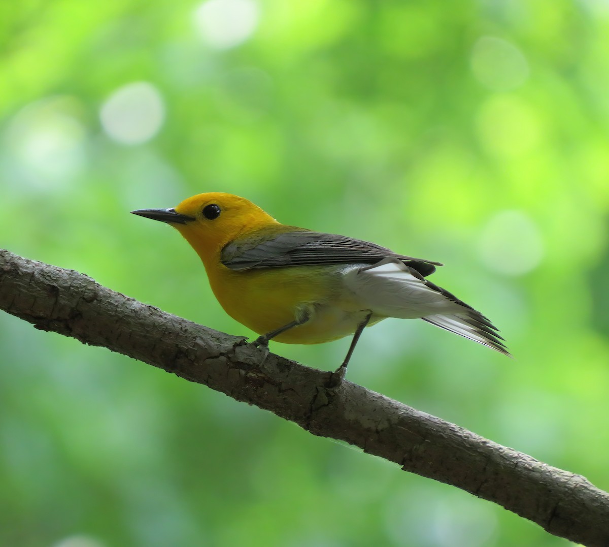 Prothonotary Warbler - ML332222331