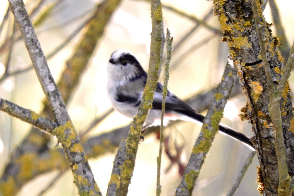 Long-tailed Tit - ML33222311