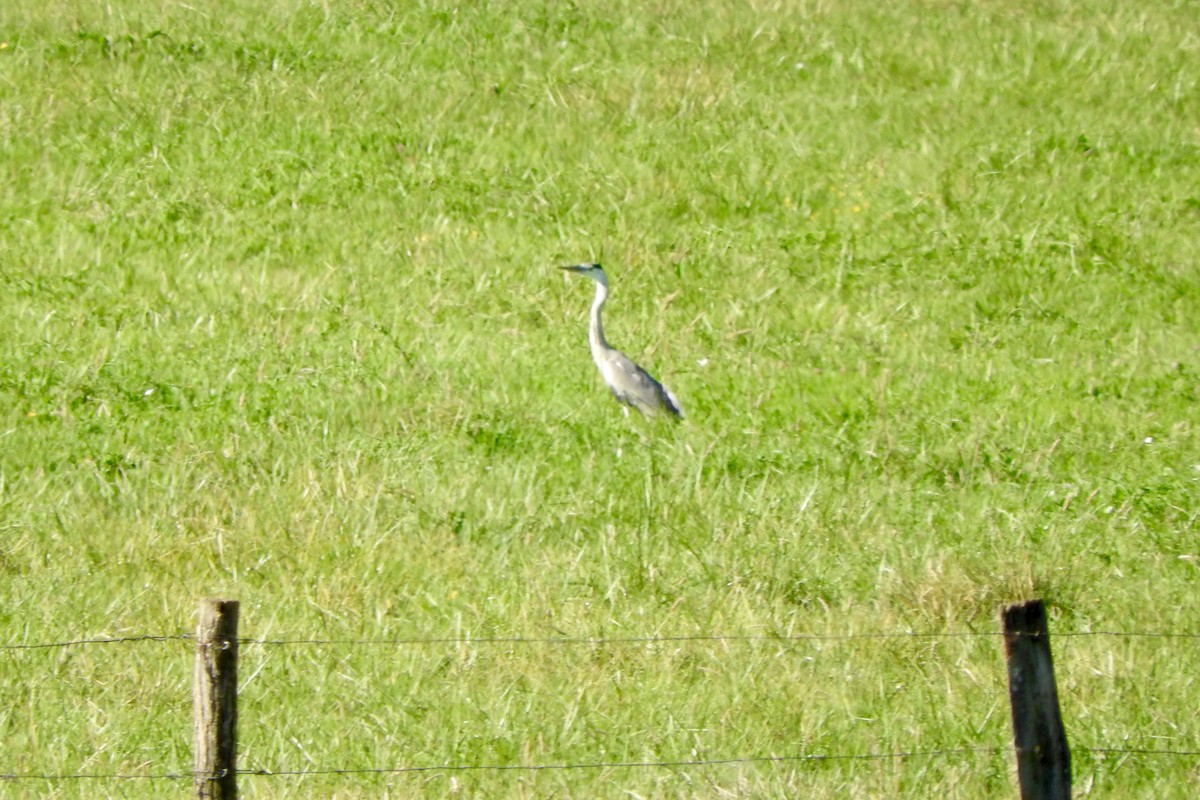 Gray Heron - ML33222341