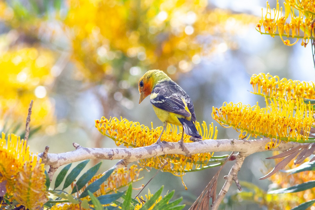 Western Tanager - ML332223681
