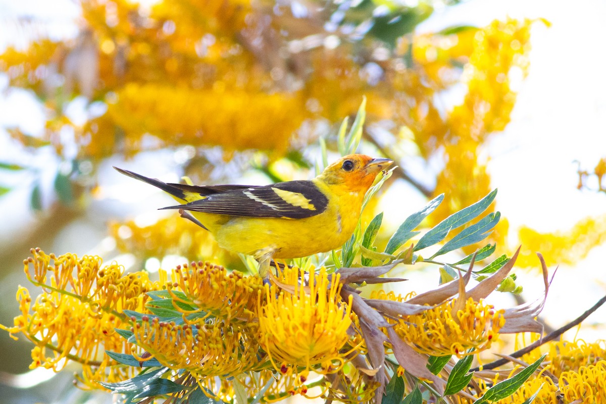 Western Tanager - ML332224191