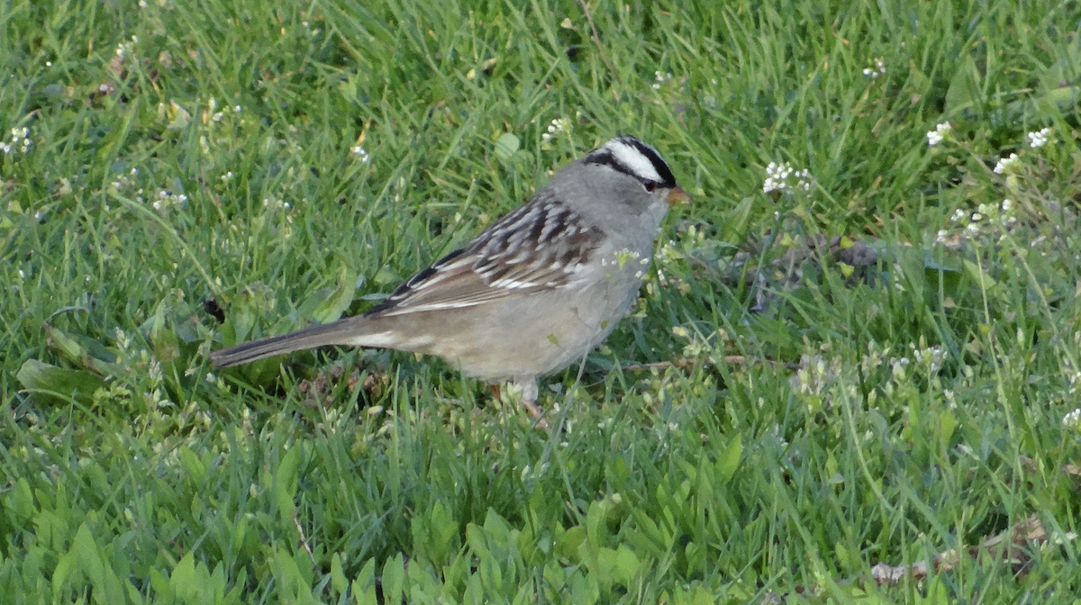 White-crowned Sparrow - Andrew Raamot and Christy Rentmeester
